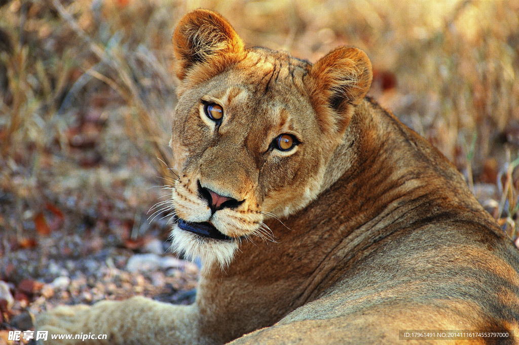 秦皇岛野生动物园狮子