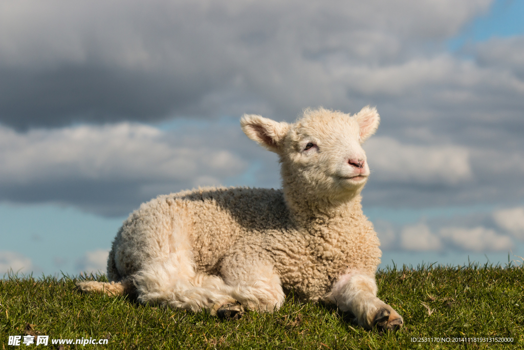 小羊羔