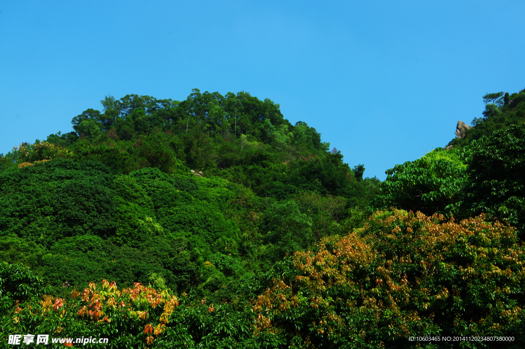 海山风光荔枝园