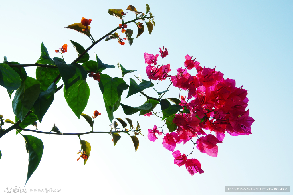 墙角杜鹃傲天绽放