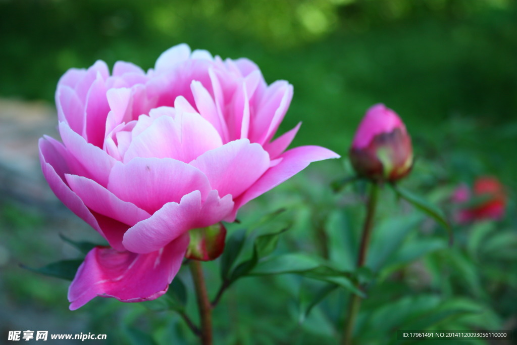 奥林匹克公园牡丹