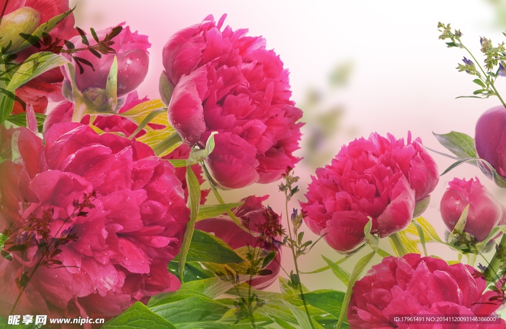 奥林匹克公园牡丹