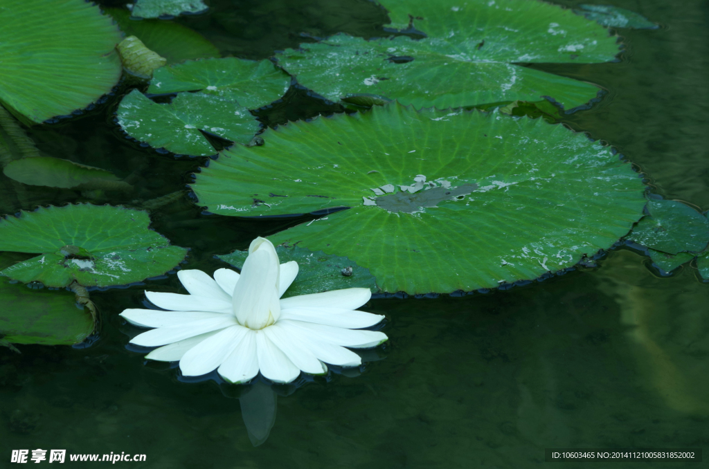 埃及荷花白睡莲