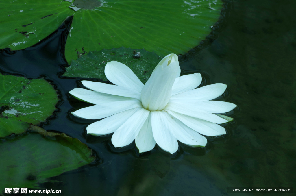 埃及荷花白睡莲