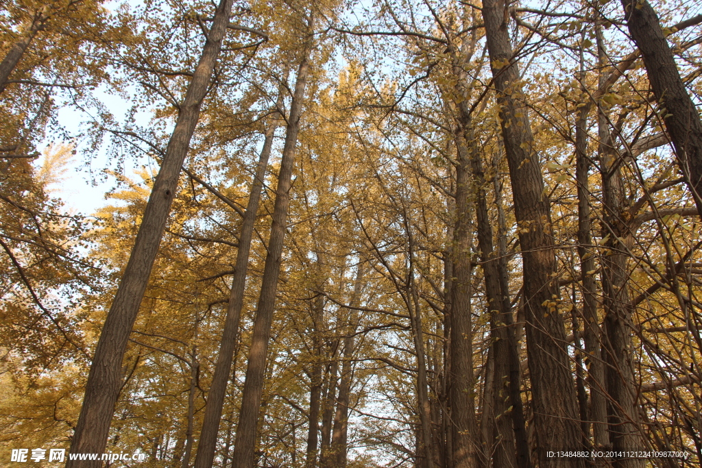 高清 银杏林 古木 黄