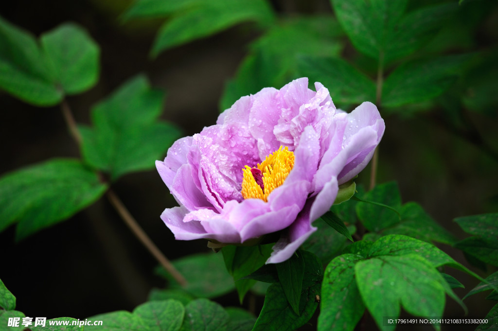 奥林匹克公园牡丹