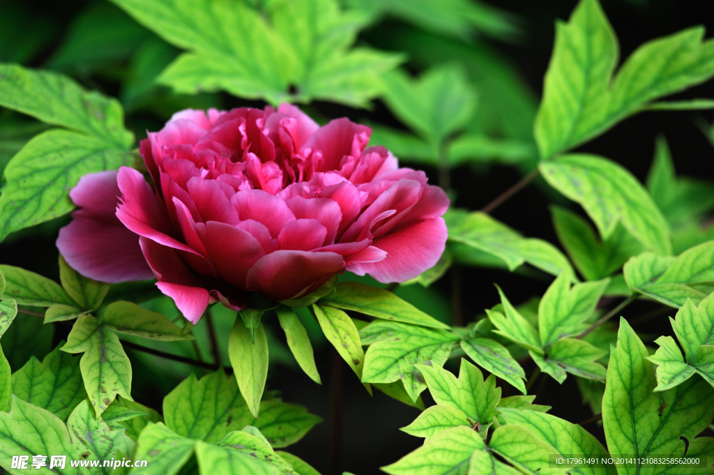 奥林匹克公园牡丹