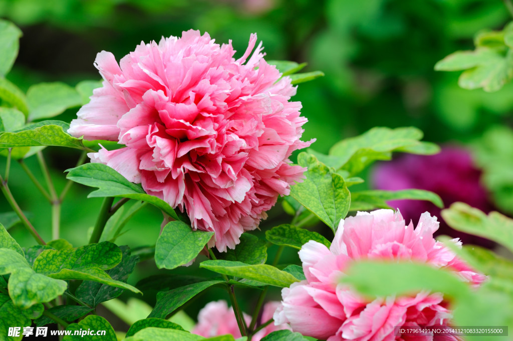 奥林匹克公园牡丹