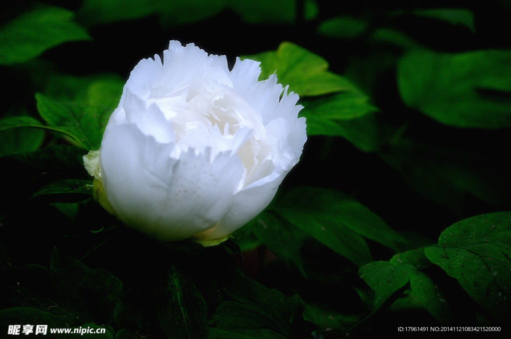 奥林匹克公园牡丹