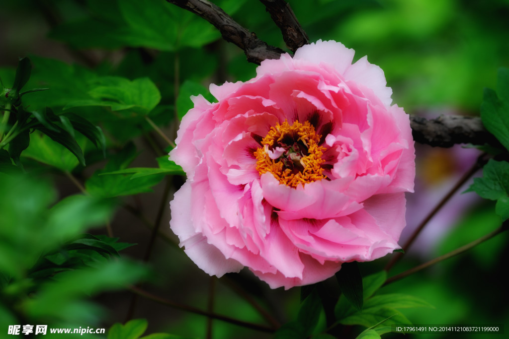 奥林匹克公园牡丹