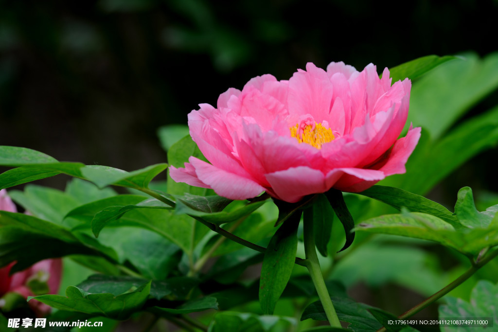 奥林匹克公园牡丹