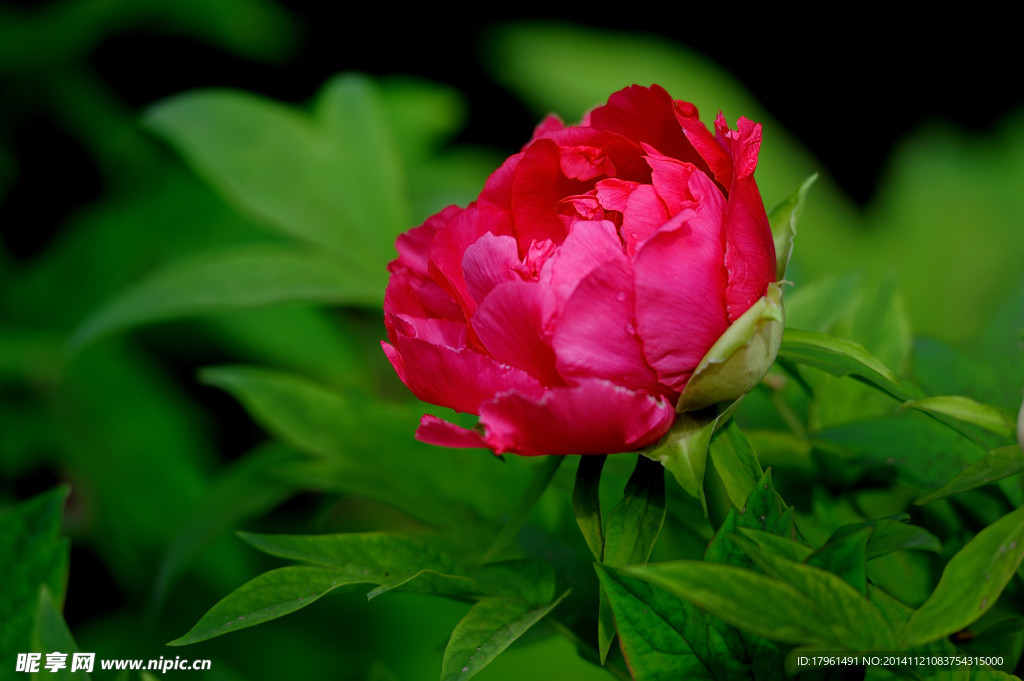 奥林匹克公园牡丹