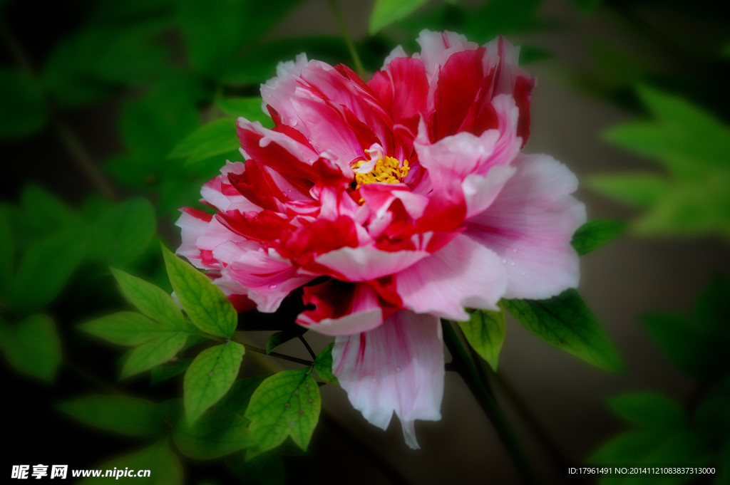 奥林匹克公园牡丹