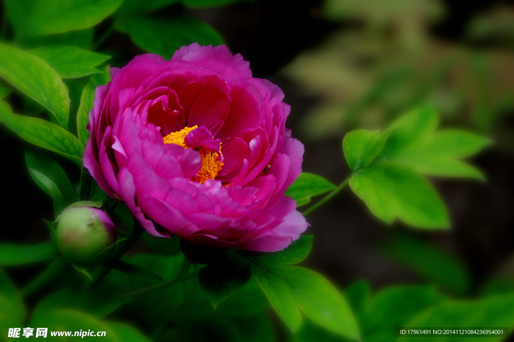 奥林匹克公园牡丹