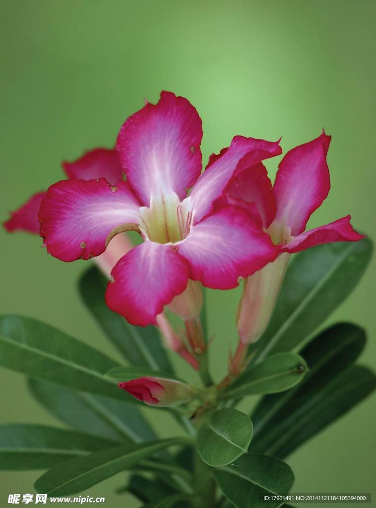 奥林匹克公园野花