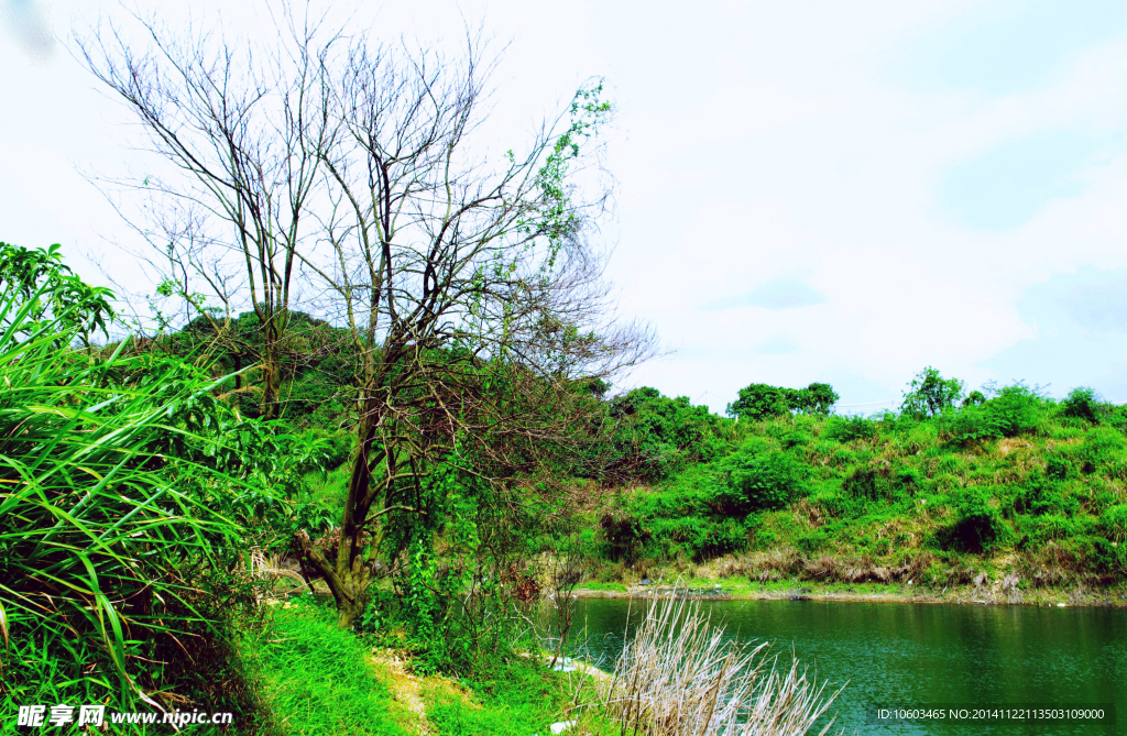 山顶水库 枯木逢春