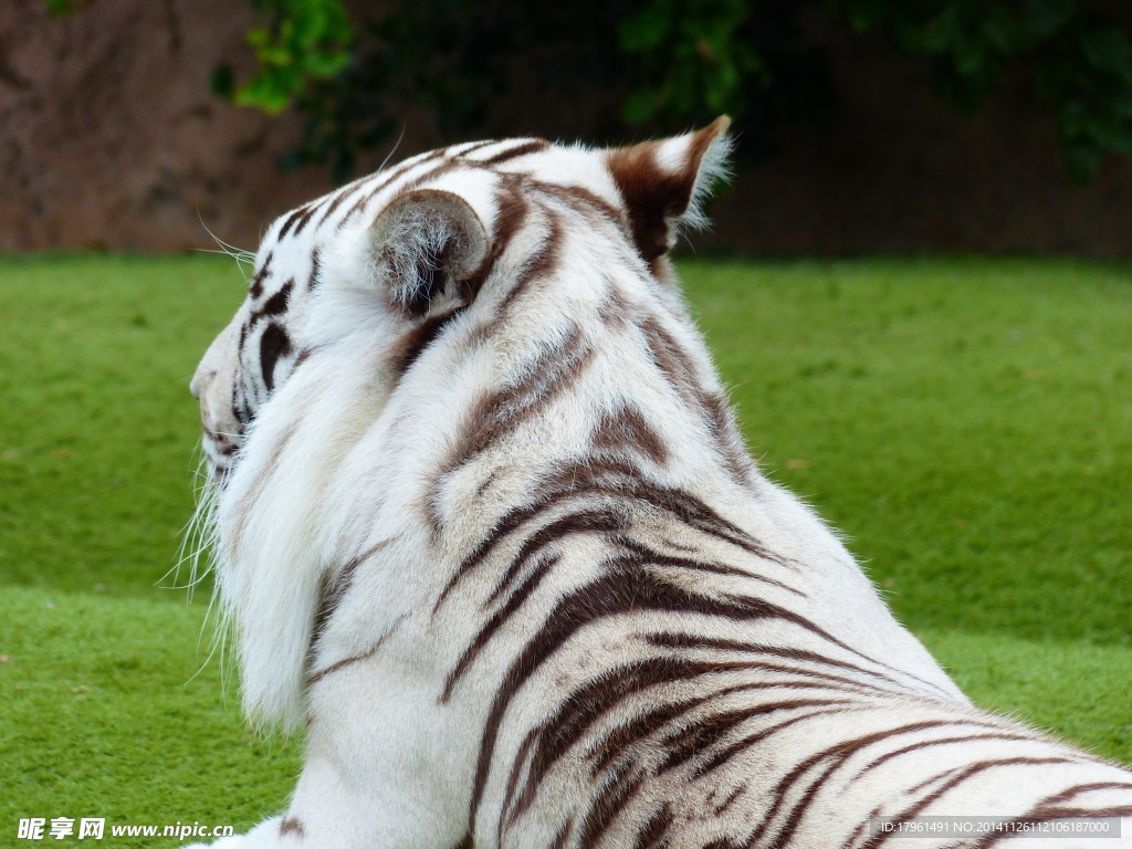 秦皇岛野生动物园白虎