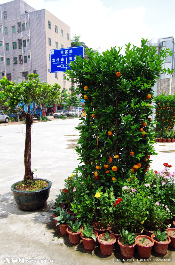 企业花坛 新春大吉