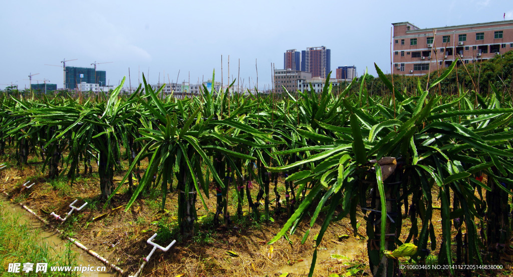 瓜果基地 火龙果