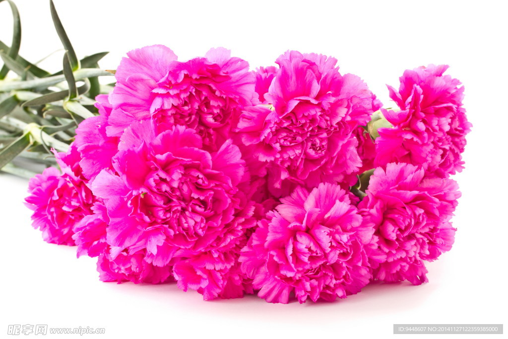 康乃馨鲜花图片