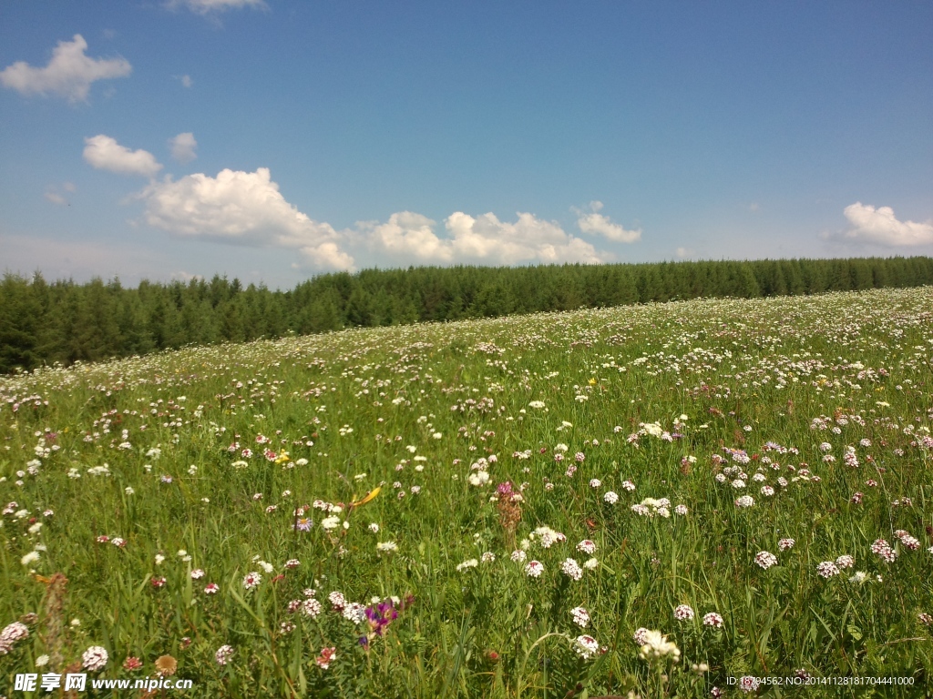 草原的花朵