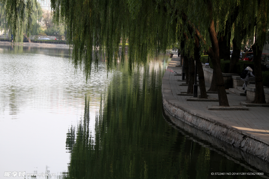 水岸垂柳