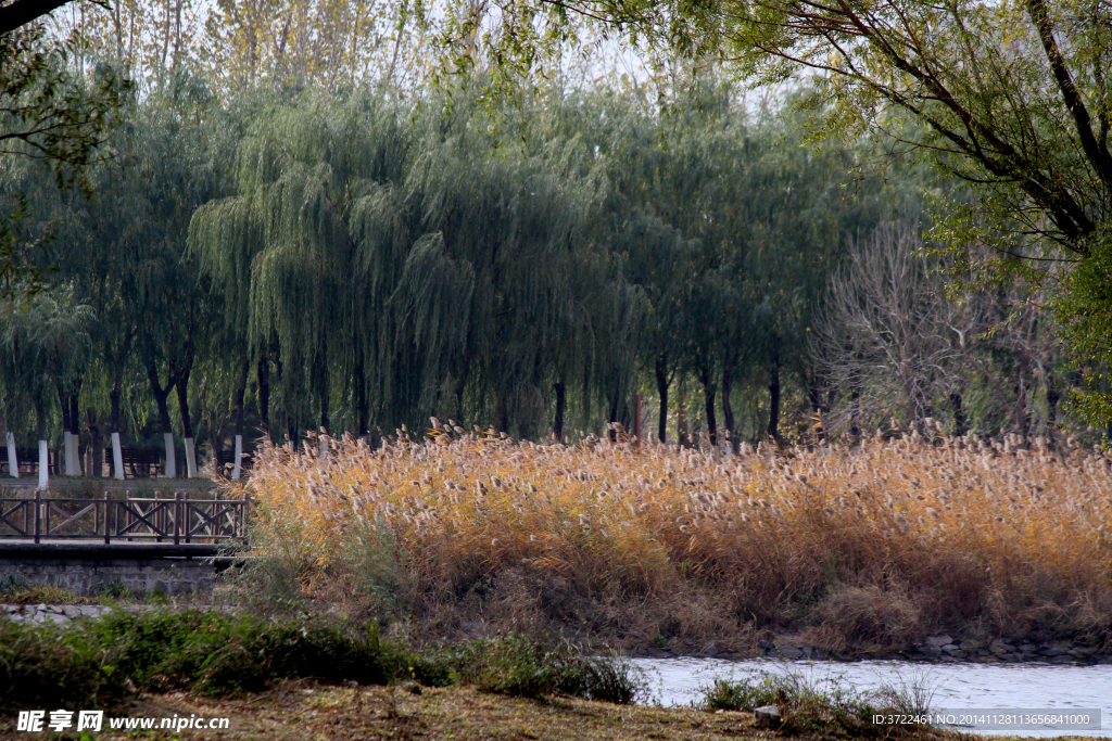 河边芦苇