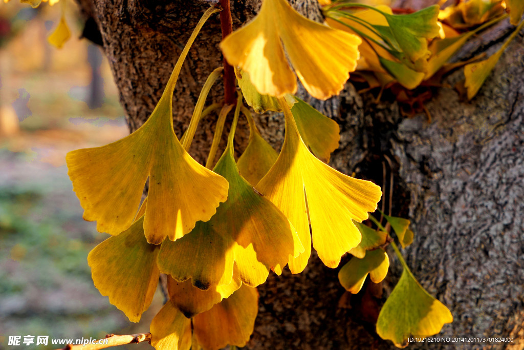 银杏树 银杏叶