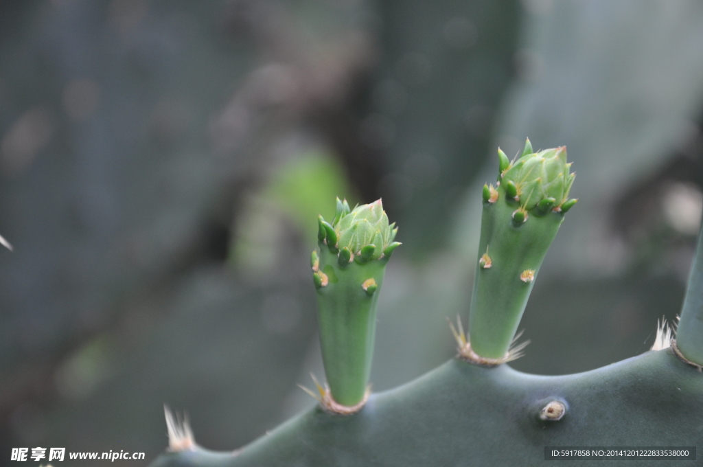 仙人掌芽