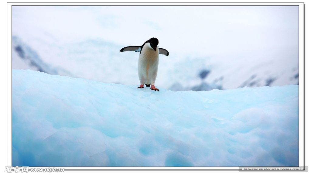 南极企鹅图片