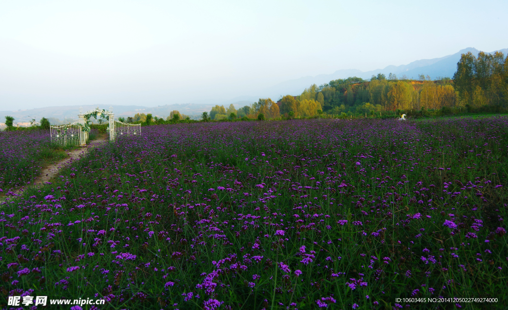 秦岭风光花的海洋