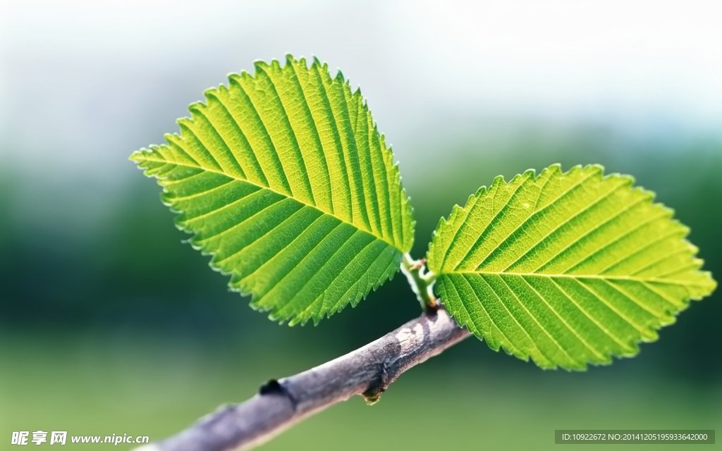 脉络清晰的绿叶