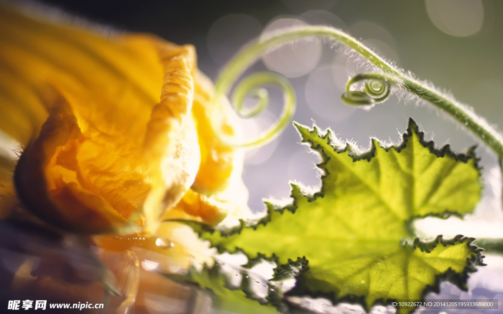 南瓜嫩叶与花朵