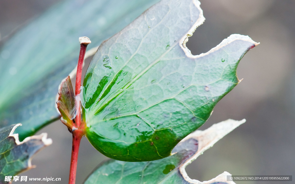 秋天残缺的叶子