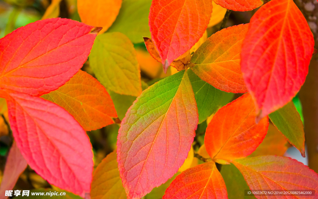 霜叶红于二月花