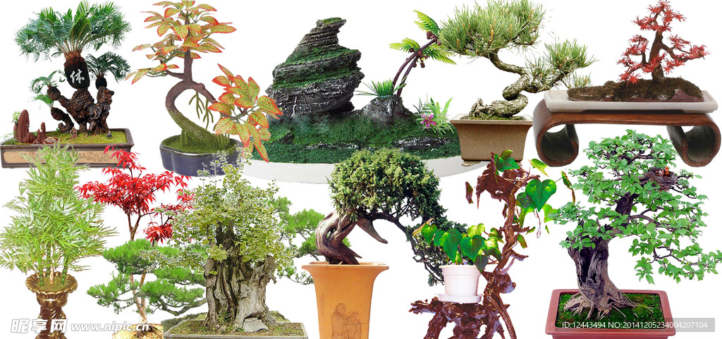 盆景图片 素材