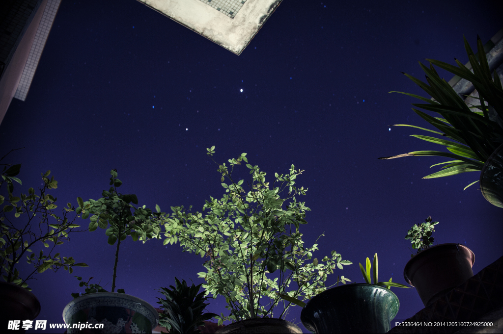 夜空植物