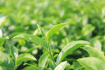 茶叶