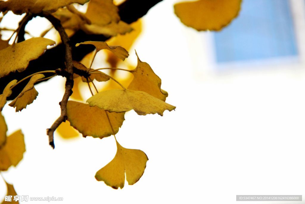 深秋的银杏叶