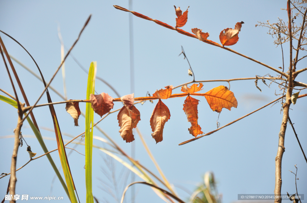 枯树叶