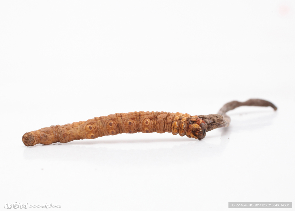 冬虫夏草 虫草 保健品 滋补品