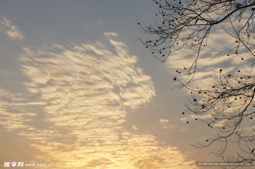金华职院的橲树