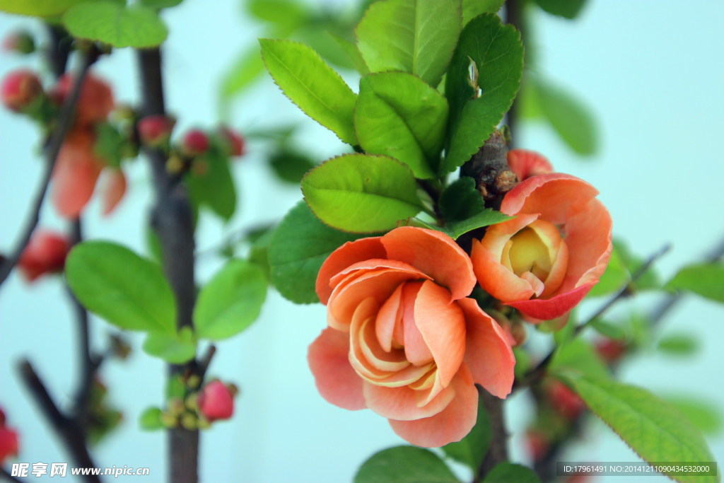 奥林匹克公园野花