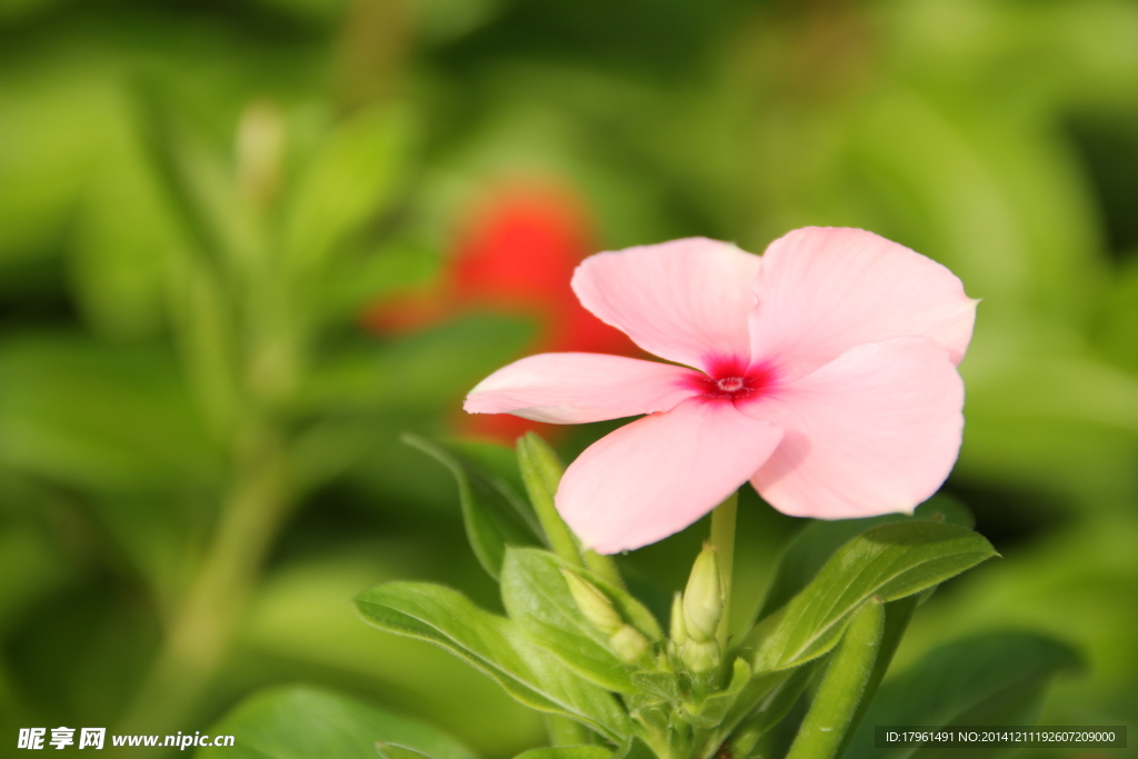 奥林匹克公园野花