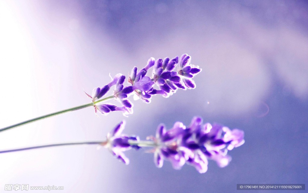 奥林匹克公园薰衣草