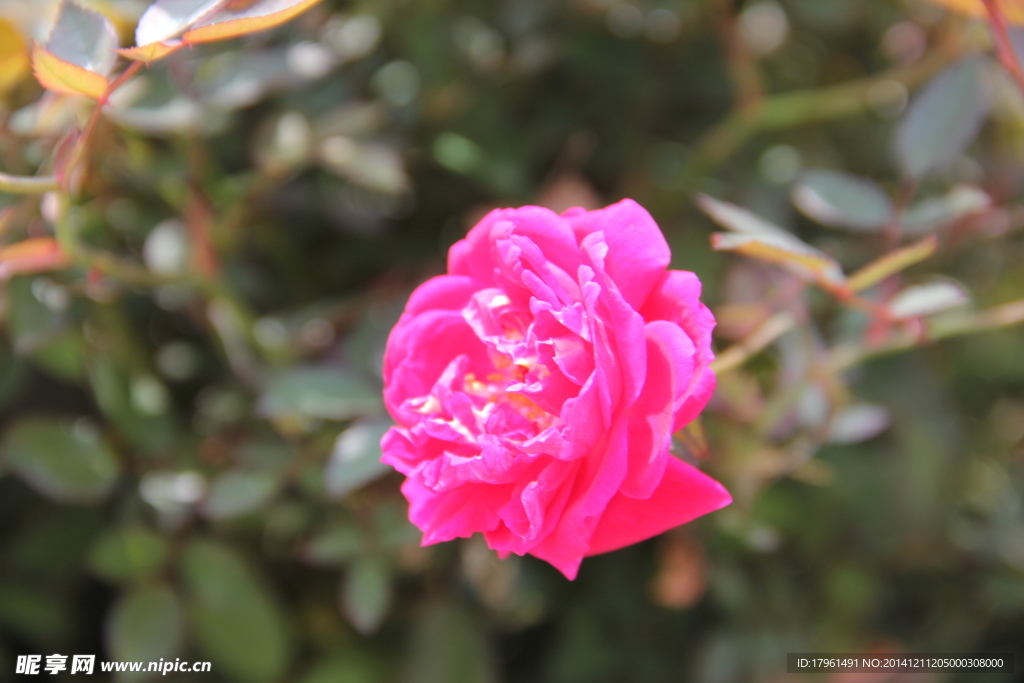 奥林匹克公园野花