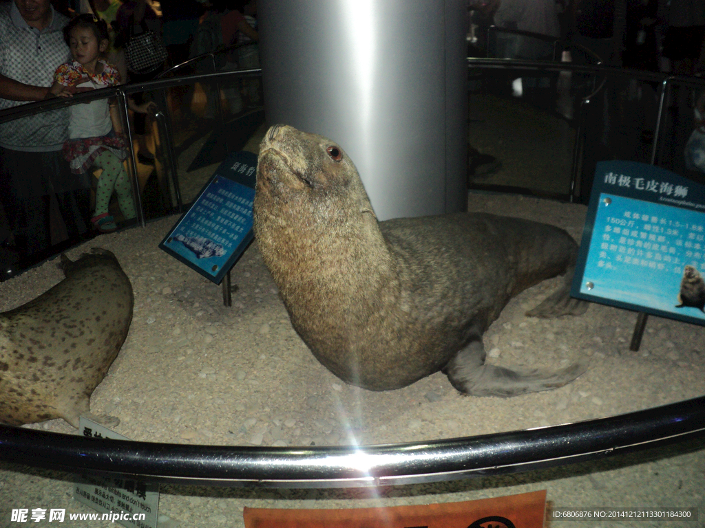 青岛海底世界 南极毛皮海狮