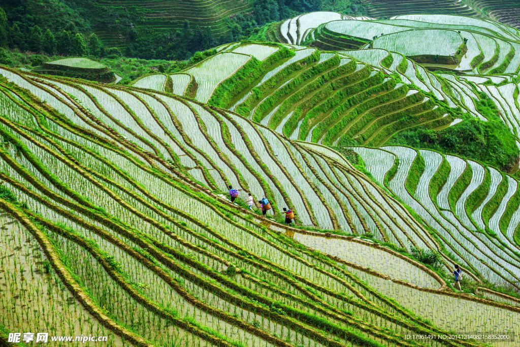 广西龙胜梯田