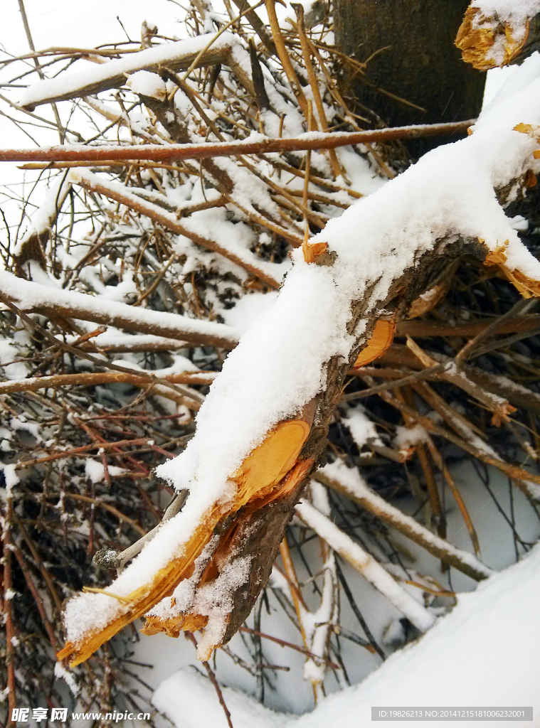 雪景 树枝 积压