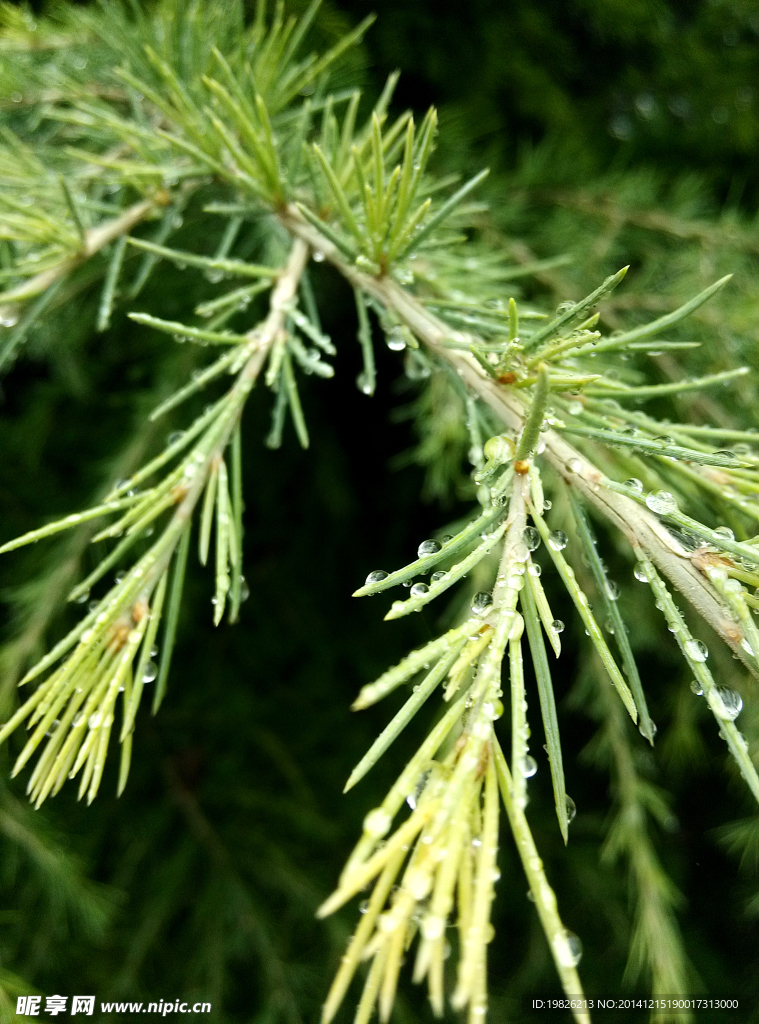 松树 叶子 水珠